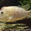 Rothauben-Erdfresser, Geophagus Steindachneri -Aquariumladen = das Beste. 10804 Rothauben Erdfresser Geophagus steindachneri