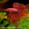 Crown Tail Kampffisch Rot, Männchen, Betta Splendens 1 Crown Tail Kampffisch Rot, Männchen, Betta Splendens -Aquariumladen = das Beste. 12877 Crown Tail Kampffisch rot Maennchen Betta splend
