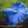Halfmoon Kampffisch Blau, Männchen, Betta Splendens -Aquariumladen = das Beste. 15289 Halfmoon Kampffisch blau Maennchen Betta splende
