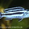 Blauer Johanni, Melanochromis Maingano, DNZ -Aquariumladen = das Beste. 15437 Blauer Johanni Melanochromis maingano