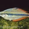 Juwelen-Regenbogenfisch, Melanotaenia Trifasciata -Aquariumladen = das Beste. 16417 Juwelen Regenbogenfisch Melanotaenia trifasciata
