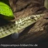 Indischer Zwergstachelaal, Macrognathus Pancalus 2 Indischer Zwergstachelaal, Macrognathus Pancalus -Aquariumladen = das Beste. 20894 Indischer Zwergstachelaal Macrognathus pancalus