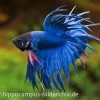 Crown Tail Kampffisch Blau, Männchen, Betta Splendens -Aquariumladen = das Beste. 20914 Crown Tail Kampffisch blau Maennchen Betta splen