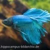 Halfmoon Kampffisch Türkis, Männchen, Betta Splendens -Aquariumladen = das Beste. 20918 Halfmoon Kampffisch tuerkis Maennchen Betta sple