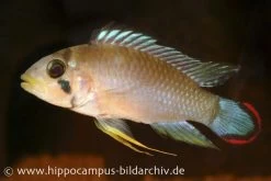Panduros Zwergbuntbarsch, Apistogramma Panduro, Paarwweise 7 Panduros Zwergbuntbarsch, Apistogramma Panduro, Paarwweise -Aquariumladen = das Beste. 20924 Panduros Zwergbuntbarsch Apistogramma panduro