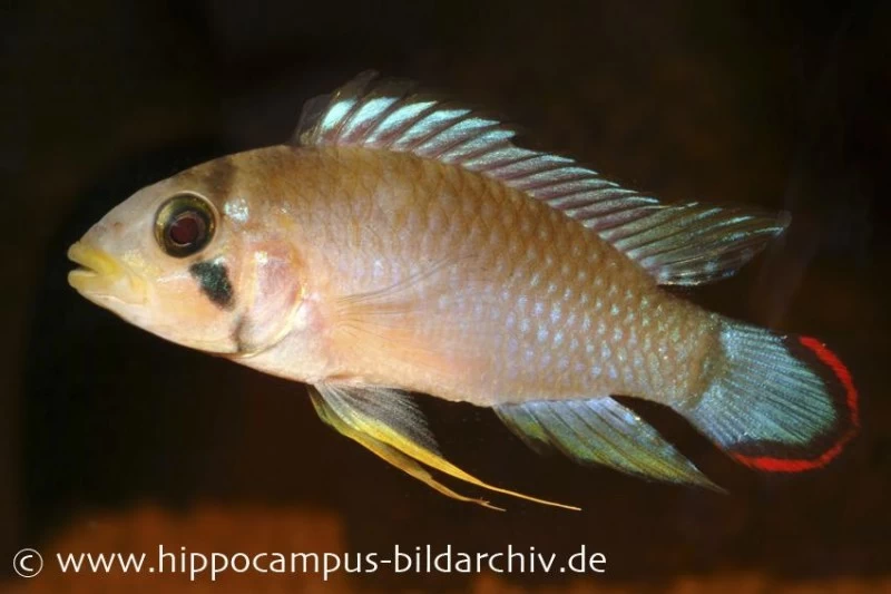 Panduros Zwergbuntbarsch, Apistogramma Panduro, Paarwweise 5 Panduros Zwergbuntbarsch, Apistogramma Panduro, Paarwweise – Bild 3