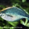Türkis-Regenbogenfisch, Melanotaenia Lacustris, DNZ 5-6 Cm -Aquariumladen = das Beste. 20927 Tuerkis Regenbogenfisch Melanotaenia lacustris