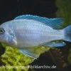 Blau-Roter Zebra, Maylandia Estherae Blau-rot, DNZ -Aquariumladen = das Beste. 80030 Maylandia estherae blau
