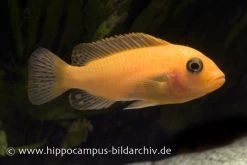 Roter Zebrabuntbarsch, Pseudotropheus Estherae "rot-rot", DNZ -Aquariumladen = das Beste. 80031 80031 Maylandia estherae rot rot 2 1