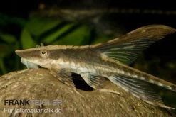 Panama Störwels, Sturisoma Panamense