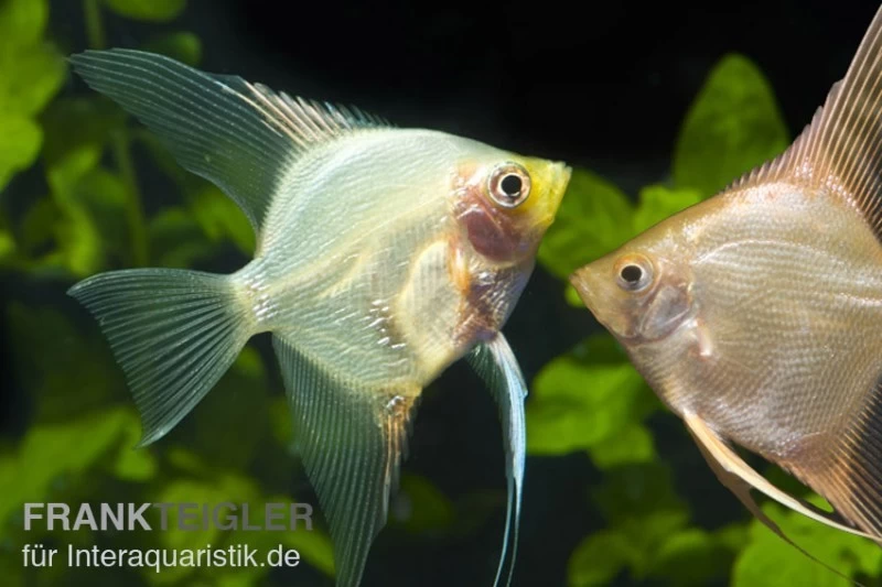 Skalar Mix, Pterophyllum Scalare, Größe M 4 Skalar Mix, Pterophyllum Scalare, Größe M – Bild 2