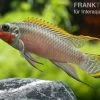 Smaragdprachtbarsch, Pelvicachromis Taeniatus Nigeria Red, 4-5 Cm 1 Smaragdprachtbarsch, Pelvicachromis Taeniatus Nigeria Red, 4-5 Cm -Aquariumladen = das Beste. 80071 Smaragdprachtbarsch Pelvicachromis taeniatus Nige