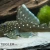 Blauer Phantomwels, Hemiancistrus Spec. L128, 3-4 Cm -Aquariumladen = das Beste. 80072 Blauer Phantomwels Hemiancistrus spec L128