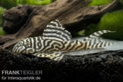 Königstiger-Harnischwels, Hypancistrus Spec. L333 Spezial, 8-10 Cm