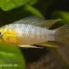 Gelber Zwergbuntbarsch, Apistogramma Borelli, Paarweise 1 Gelber Zwergbuntbarsch, Apistogramma Borelli, Paarweise -Aquariumladen = das Beste. 80122 Gelber Zwergbuntbarsch Apistogramma borelli