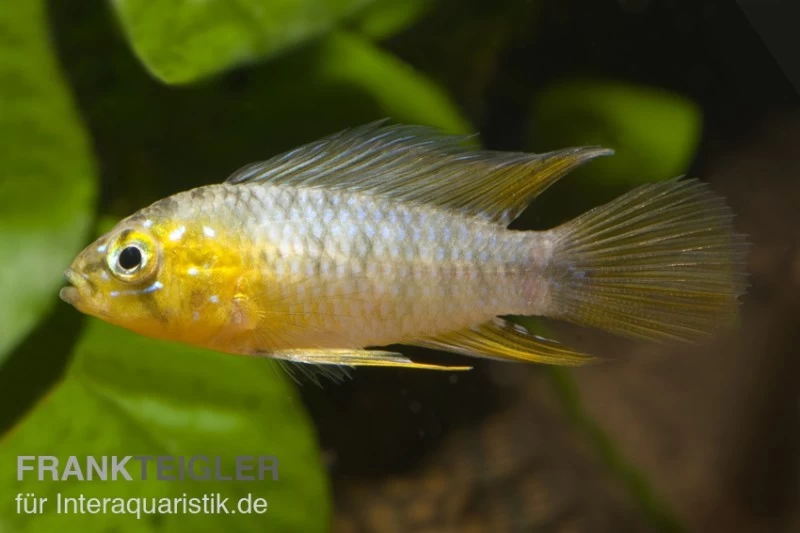 Gelber Zwergbuntbarsch, Apistogramma Borelli, Paarweise 3 Gelber Zwergbuntbarsch, Apistogramma Borelli, Paarweise