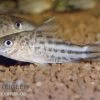 Flaggenschwanz-Panzerwels, Corydoras Robinae -Aquariumladen = das Beste. 80133 Flaggenschwanz Panzerwels Corydoras robinae
