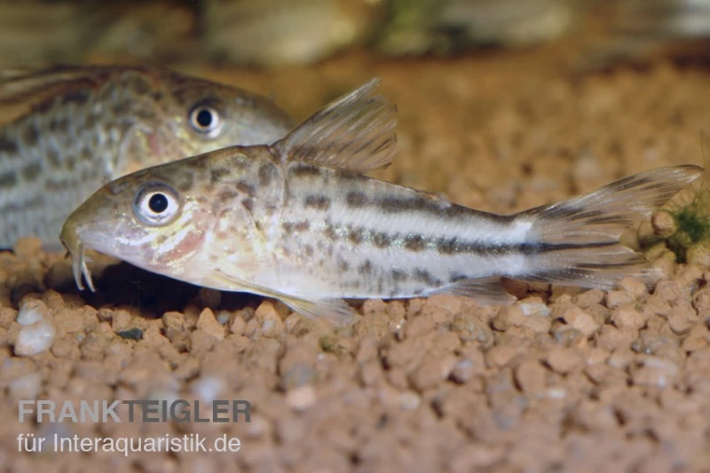 Flaggenschwanz-Panzerwels, Corydoras Robinae 3 Flaggenschwanz-Panzerwels, Corydoras Robinae