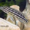 Vierstreifen-Schlankcichlide, Julidochromis Regani KIPILI, DNZ