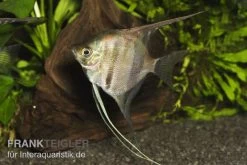 Manacapuru Rotrücken Skalar, Pterophyllum Cf. Scalare "Lago Manacapuru" -Aquariumladen = das Beste. 80154 Manacapuru Rotruecken Skalar Pterophyllum cf sca