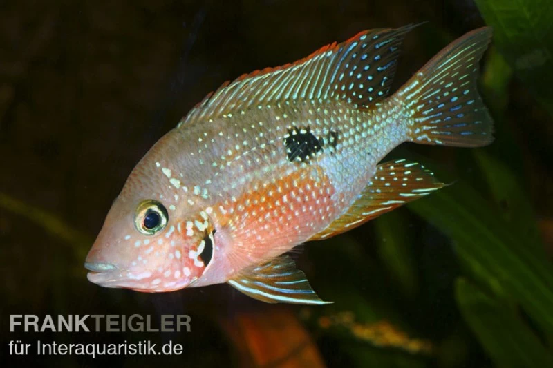 Elliots Buntbarsch, Thorichthys Ellioti, DNZ 3 Elliots Buntbarsch, Thorichthys Ellioti, DNZ