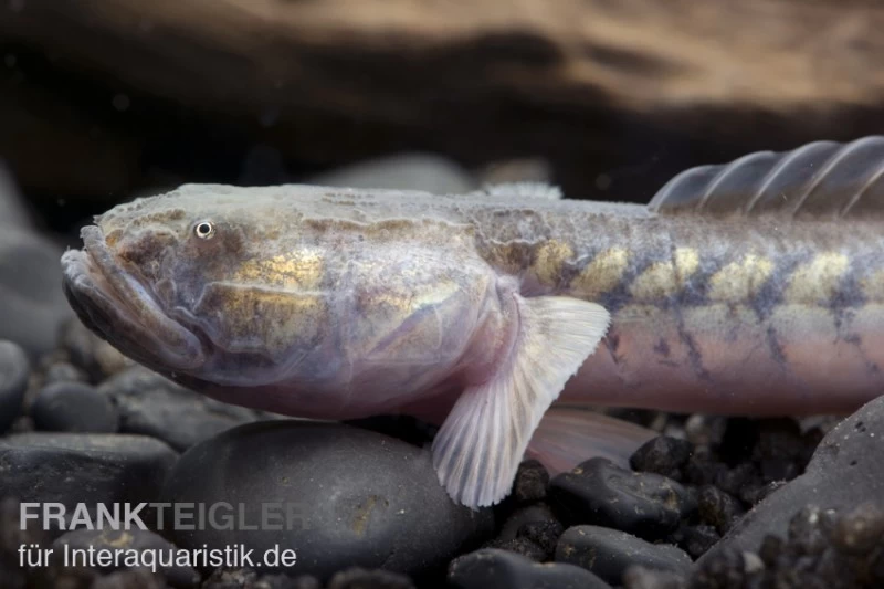 Lila Aalgrundel, Gobioides Broussonnetii 3 Lila Aalgrundel, Gobioides Broussonnetii