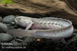 Lila Aalgrundel, Gobioides Broussonnetii 5 Lila Aalgrundel, Gobioides Broussonnetii -Aquariumladen = das Beste. 80170 Lila Aalgrundel Gobioides broussonnetii 1