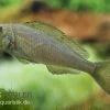 Gelber Sandcichlide, Xenotilapia Flavipinnis -Aquariumladen = das Beste. 80175 Gelber Sandcichlide Xenotilapia flavipinnis