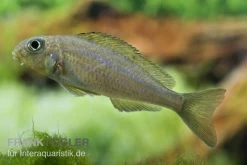 Gelber Sandcichlide, Xenotilapia Flavipinnis