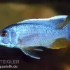 Azurcichlide, Sciaenochromis Ahli "Eisberg", DNZ -Aquariumladen = das Beste. 80194 Azurcichlide Sciaenochromis ahli