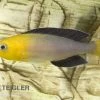 Blauer Heringscichlide, Cyprichromis Leptosoma "Tricolor", DNZ -Aquariumladen = das Beste. 80200 Blauer Heringscichlide Cyprichromis leptosoma