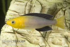 Blauer Heringscichlide, Cyprichromis Leptosoma "Tricolor", DNZ