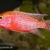 Aulonocara Spec. Firefish, DNZ -Aquariumladen = das Beste. 80259 Aulonocara spec Firefish