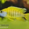 Aulonocara Nyassae "Yellow" 2 Aulonocara Nyassae "Yellow" -Aquariumladen = das Beste. 80261 Aulonocara nyassae Yellow Nachzucht 7 9 cm
