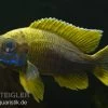Aulonocara Jacobfreibergi "Mamelela", DNZ 1 Aulonocara Jacobfreibergi "Mamelela", DNZ -Aquariumladen = das Beste. 80264 Aulonocara jacobfreibergi Mamelela Nachzucht 3 5 c
