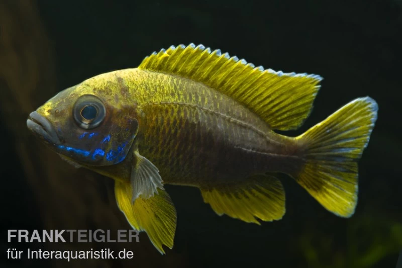 Aulonocara Jacobfreibergi "Mamelela", DNZ 3 Aulonocara Jacobfreibergi "Mamelela", DNZ