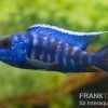 Aulonocara Nyassae "Blue" -Aquariumladen = das Beste. 80270 Aulonocara nyassae Blue Nachzucht 7 9 cm