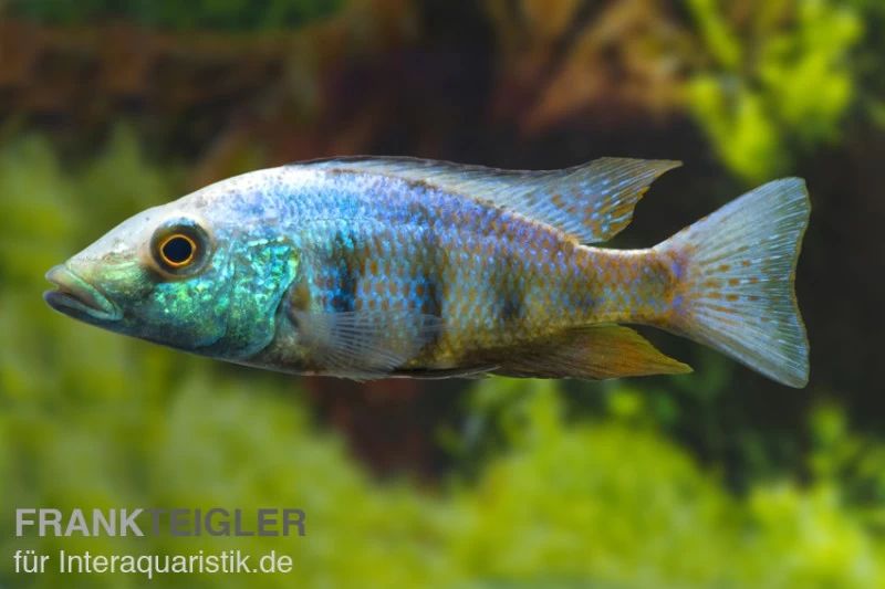 Sandtaucher, Fossorochromis Rostratum, DNZ 3 Sandtaucher, Fossorochromis Rostratum, DNZ