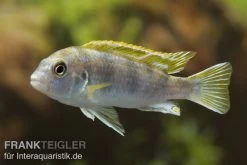 Perlmutt-Labidochromis, Labidochromis Spec. Perlmutt, DNZ