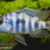 Milomo-Buntbarsch, Placidochromis Milomo, DNZ -Aquariumladen = das Beste. 80295 Milomo Buntbarsch Placidochromis milomo Nachzucht