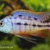 Protomelas Taeniolatus Boadzulu "Red Empress", DNZ 2 Protomelas Taeniolatus Boadzulu "Red Empress", DNZ -Aquariumladen = das Beste. 80297 Gestreifter Malawibuntbarsch Protomelas taeniolatu