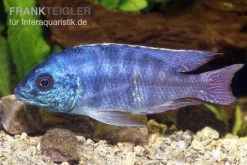 Protomelas Spilonotus "Tanzania", DNZ