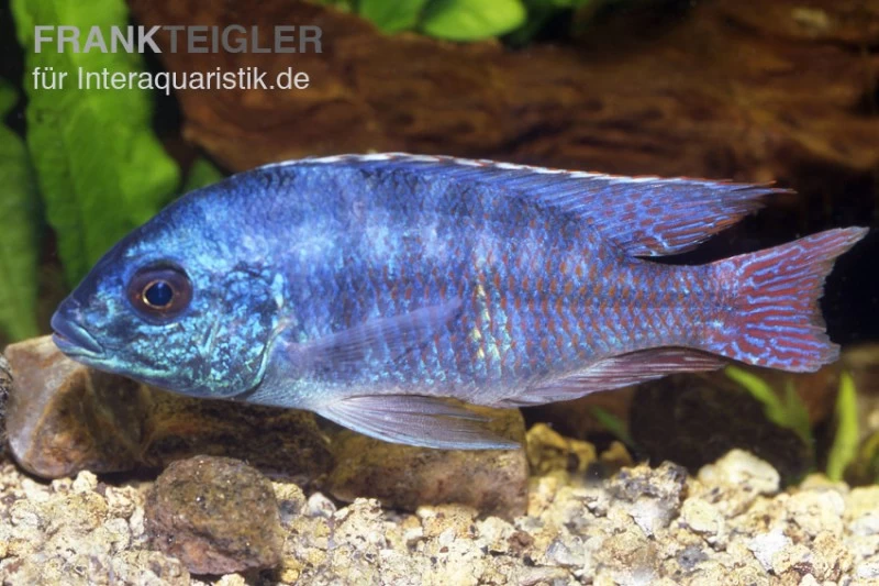 Protomelas Spilonotus "Tanzania", DNZ 3 Protomelas Spilonotus "Tanzania", DNZ