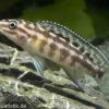 Schachbrett-Schlankcichlide, Julidochromis Marlieri, DNZ -Aquariumladen = das Beste. 80311 Schachbrett Schlankcichlide Julidochromis marlieri