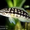 Schwarzweißer Schlankcichlide, Julidochromis Transcriptus -Aquariumladen = das Beste. 80316 Schwarzweisser Schlankcichlide Julidochromis trans