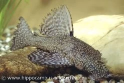 Brauner Antennenwels XL, Ancistrus Sp. -Aquariumladen = das Beste. 80326 Brauner Antennenwels XL Ancistrus sp