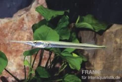 Nadelfisch, Xenentodon Cancila (ausgelist)