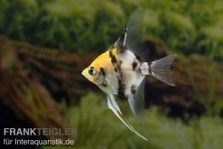 Koi-Skalar, Pterophyllum Scalare