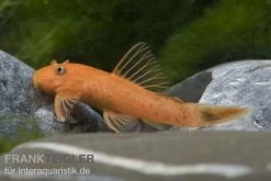 Super-roter Antennenwels, Ancistrus Sp. "Super Rot" -Aquariumladen = das Beste. 81061 Ancistrus spec
