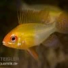 Schmetterlingsbuntbarsch Gold, Mikrogeophagus Ramirezi, DNZ -Aquariumladen = das Beste. 81934 Schmetterlingsbuntbarsch gold Mikrogeophagus ramir